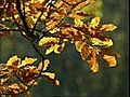 Herbstimpressionen | BahVideo.com