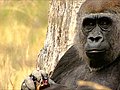 How zoos choose a new male gorilla | BahVideo.com