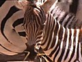 Four Day-Old Zebra | BahVideo.com