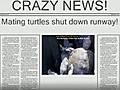Mating Turtles Shut Down Runway at JFK | BahVideo.com