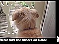 Vid o Buzz Une blague de blondes version chiens  | BahVideo.com