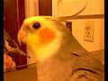 Charlie the Cockatiel and the Mirror | BahVideo.com