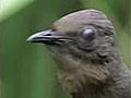 The Amazing Lyrebird of Australia - Unseen Footage | BahVideo.com