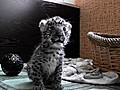 Animal Antics June Update | BahVideo.com