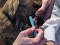 How to Brush a Dog s Teeth | BahVideo.com