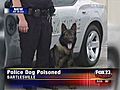 Police Dog Poisoned  | BahVideo.com