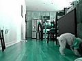 Kitty Kitty Chasing After A Ball | BahVideo.com