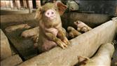 Asia Today Pork s Surge China Property Limits | BahVideo.com