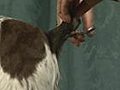 How to Groom the Tail - English Cocker | BahVideo.com