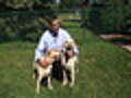 Seeing Eye Dog Helps Blind Labrador | BahVideo.com