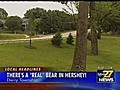 Bear Sighting in Derry Township | BahVideo.com