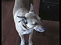 Dog Fetches a Beer | BahVideo.com