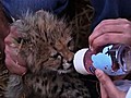 Cute Endangered Cubs Seized | BahVideo.com