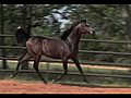 Czar El Masri | BahVideo.com