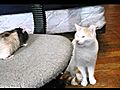 Rat tries to Kiss a Cat | BahVideo.com