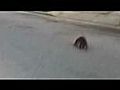 Raton laveur coinc dans une canette | BahVideo.com
