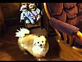 My dog | BahVideo.com