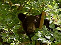 Black Bear Captured in Lemoyne | BahVideo.com
