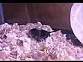 Baby gerbils day by day day20 | BahVideo.com