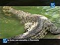 La Ferme aux crocodiles Pierrelatte | BahVideo.com