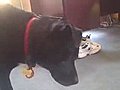 Funny Dog | BahVideo.com
