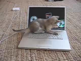 Un chaton sur un macbook pro | BahVideo.com