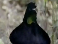 L uccello piu amp 039  | BahVideo.com