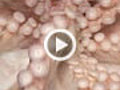 LIFE in the News Giant Pacific Octopus | BahVideo.com