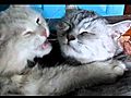 My cats Mosya and Kisa 1 st day I amp 039 m in the village | BahVideo.com