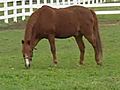 Herpes Outbreak Worries Horse Owners | BahVideo.com