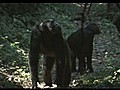 Natural World - Chimps of the Lost Gorge 2011  | BahVideo.com