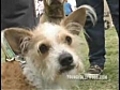 Finally a day just for dogs | BahVideo.com