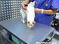 Shutting Down A Cat | BahVideo.com