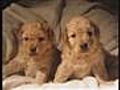 Labradoodle Breeder Puppies Soo Cute | BahVideo.com