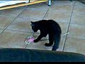 Cat Riever - Vido1 - Your Best Videos | BahVideo.com