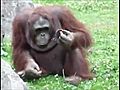 Orangutan Saves Baby Chick from Drowning  | BahVideo.com