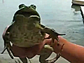 The Ticklish Frog | BahVideo.com
