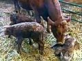 Cow Gives Birth To Triplets | BahVideo.com