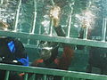 Reel Impact Sharks A Family Affair | BahVideo.com