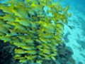 diving with blue striped snappers part II | BahVideo.com