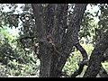 HoMO Squirrels | BahVideo.com
