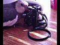 Cockatiel sings to hairclip | BahVideo.com