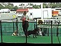 Splash Dog victory lap | BahVideo.com