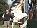 Eagle training | BahVideo.com