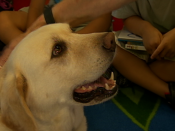 Hooper Canine Katrina survivor  | BahVideo.com