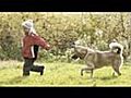 El Cerrito Dog Trainer - 510 869 3799 Dog  | BahVideo.com