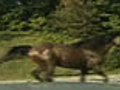 Highway Horse Chase | BahVideo.com