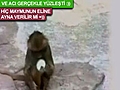 Maymun kendini g r nce  | BahVideo.com