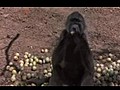 Marula Meyvesi ve sarho hayvanlar | BahVideo.com