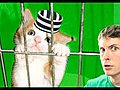 KITTY PRISONER  | BahVideo.com